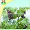 100% new hdpe UV Treated anti bird net