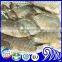 Best price tilapia fish farming raised