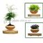 garden levitation plant tree pots