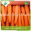 Organic fresh vegetable fresh carrot exporter