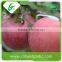 Big fresh fuji apple with best price