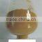Angelica Extract / Angelica Root Extract from professional factory