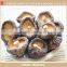 Dried cultivated oyster shiitake mushroom export price