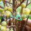 Plastic Green Gardening Plant Twist and Clips
