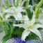 Export fragrant lily flower bridal bouquet lily flower from Alibaba.com high quality