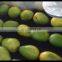 Fruit and vegetable Cleaning, Waxing, Drying and Grading Production Line