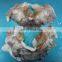 Good quality frozen squid neck with best price