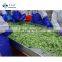 Sinocharm  5-7 mm BRC-A approved IQF  Green Pepper Strips Frozen Green Pepper