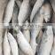 frozen indian mackerel fish Rastrelliger kanagurta