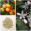 Chinese new raw bulk Natural ornamental Citrus aurantium tree neroli flowers seeds for planting