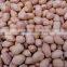 new products organic peanut kernels,blanched peanuts ,raw green peanuts for sale