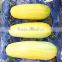 Yellow Acer No.2 high resistance hybrid squash seeds