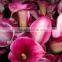 Pure and mild flavor crazy selling red color big calla lily for wedding ornament