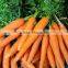supply good quality sweet carrot with best price for sale