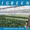 Economical NFT hydroponic lettuce plastic film greenhouse