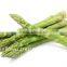 Green asparagus in Glass jar