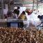 Fresh Ginger Viet Nam