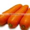 chinese Fresh Washed Carrot 80g -250g in 10kg carton