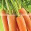 HIGH QUALITY FRESH CARROT 2015