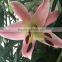 Wholesale Price Fresh Lily Flower Fresh Cut Lilies Fresh Flower