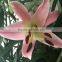 wholesale price fresh lily flower fresh cut lilies fresh flower