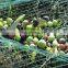 plastic olive net, olive net, olive picking net