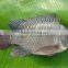 Frozen Whole Round Tilapia Fish 500g to 800g