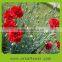 Reasonable price promotional classical long stem flowers fresh cut carnation