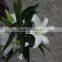 China alibaba online shopping fresh flowers white lily for sale