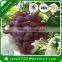 Reusable Ecofriendly Polypropylene Spundonded Nonwoven Tree/Fruit Cover/fruit plantations/Garden bags