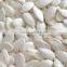 Supply Roasted Salted Snow White Pumpkin Kernels inshell with high quality