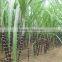 Frozen Sugarcane From VietNam QQ : 2598494113