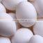 Best quality Fresh eggs exporter