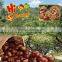 Hebei fresh chestnuts