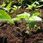 vermicompost organic fertilizer