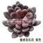 Production of Flocking Succulent Plant Simulation Flower Head Flower Accessories Fake Succulent Plastic Flower Decorative Plant