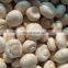 Delicious White  Frozen  Mushroom Champignon Nameko Edulis Bolitus