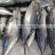 china frozen bonito tuna frozen bonito fish little tuna