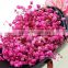 Factory manufacture newest supply gypsophila flower