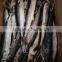 Frozen whole round IQF frozen Spanish mackerel fish