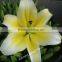 Kunming Qingyi fresh cut flowers multicolor oriental hybrid lily blooming lily