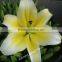 Alibaba china oriental lily flower wholesale fresh cut flowers