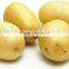 supply fresh vegetables ,high quality fresh potatoes for sale