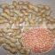 peanuts in shell