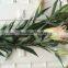 Wholesale Fragrant fresh lily various lily flowers single stem lily flower from China