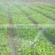 Fixed irrigation water sprayer