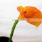 SJ300927 High quality PU common callas flowers for indoor deforative