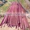 Bamboo garden canes growing sticks for planting support DYED BROWN
