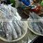 frozen grey mullet with small size