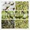 new crop white pumpkin seed kernel factory